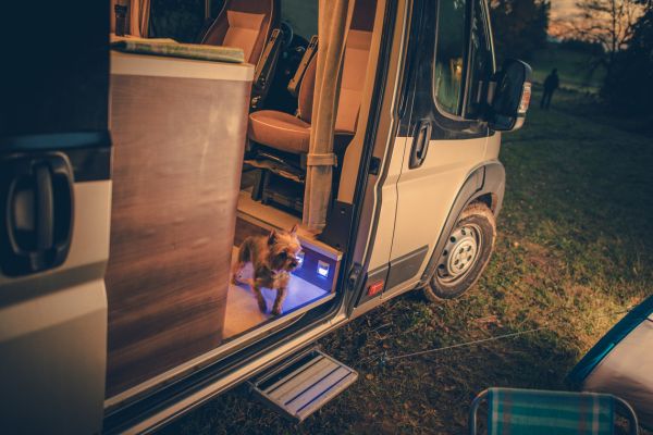 dog in a campground for moab glamping