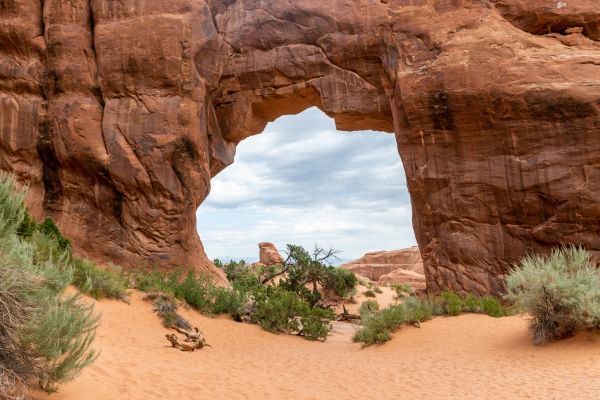 pine tree arch trail