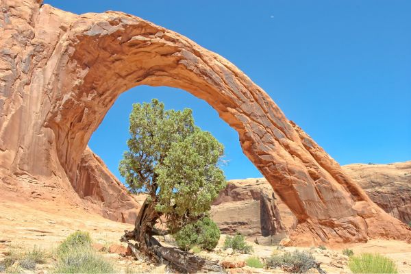 reaching corona arch
