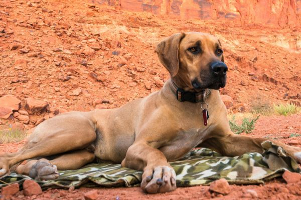corona-arch-dogs
