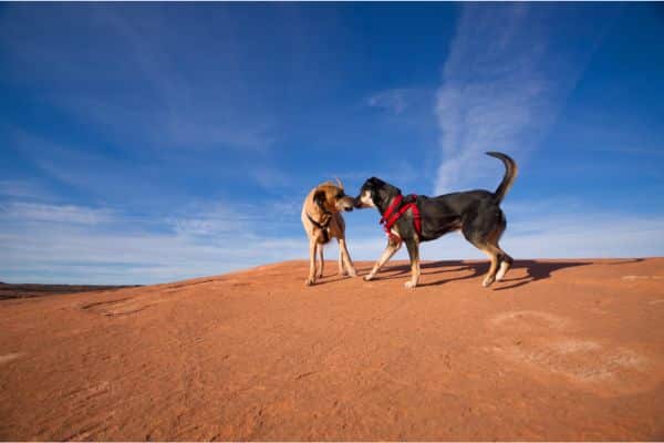 dead-horse-point-dogs-heat