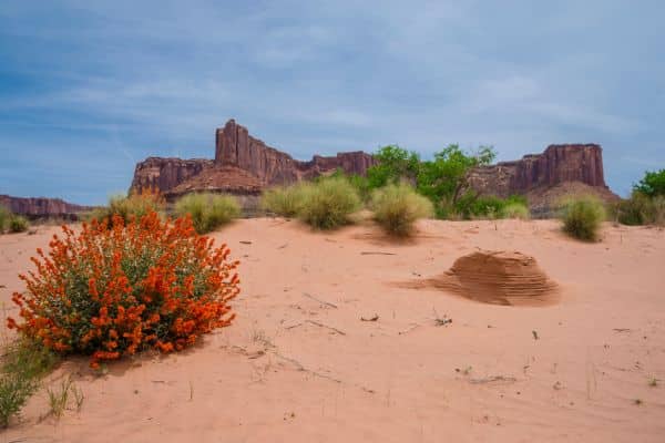 white-rim-permits-day-cap