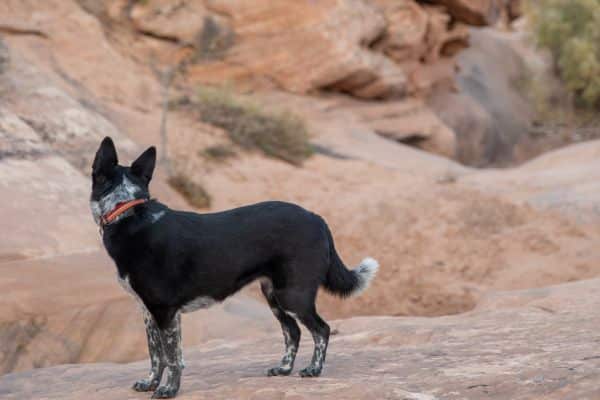 dog-friendly-hikes-in-moab-blm