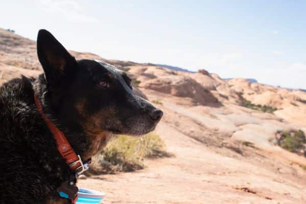 dog-friendly-hikes-near-moab-heat