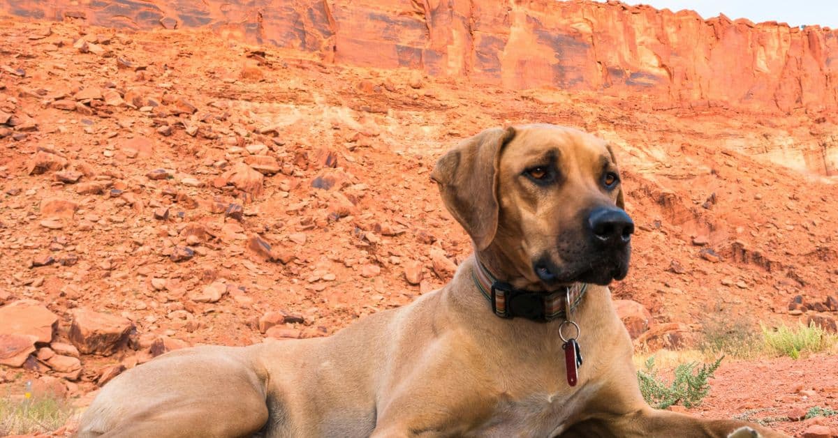 dog-friendly-hikes-near-moab