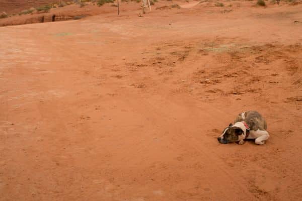 dead-horse-point-dogs